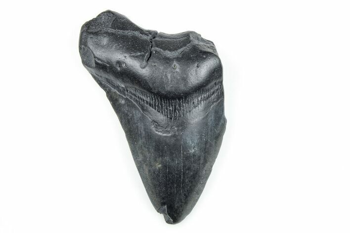 4.25" Partial, Fossil Megalodon Tooth - South Carolina